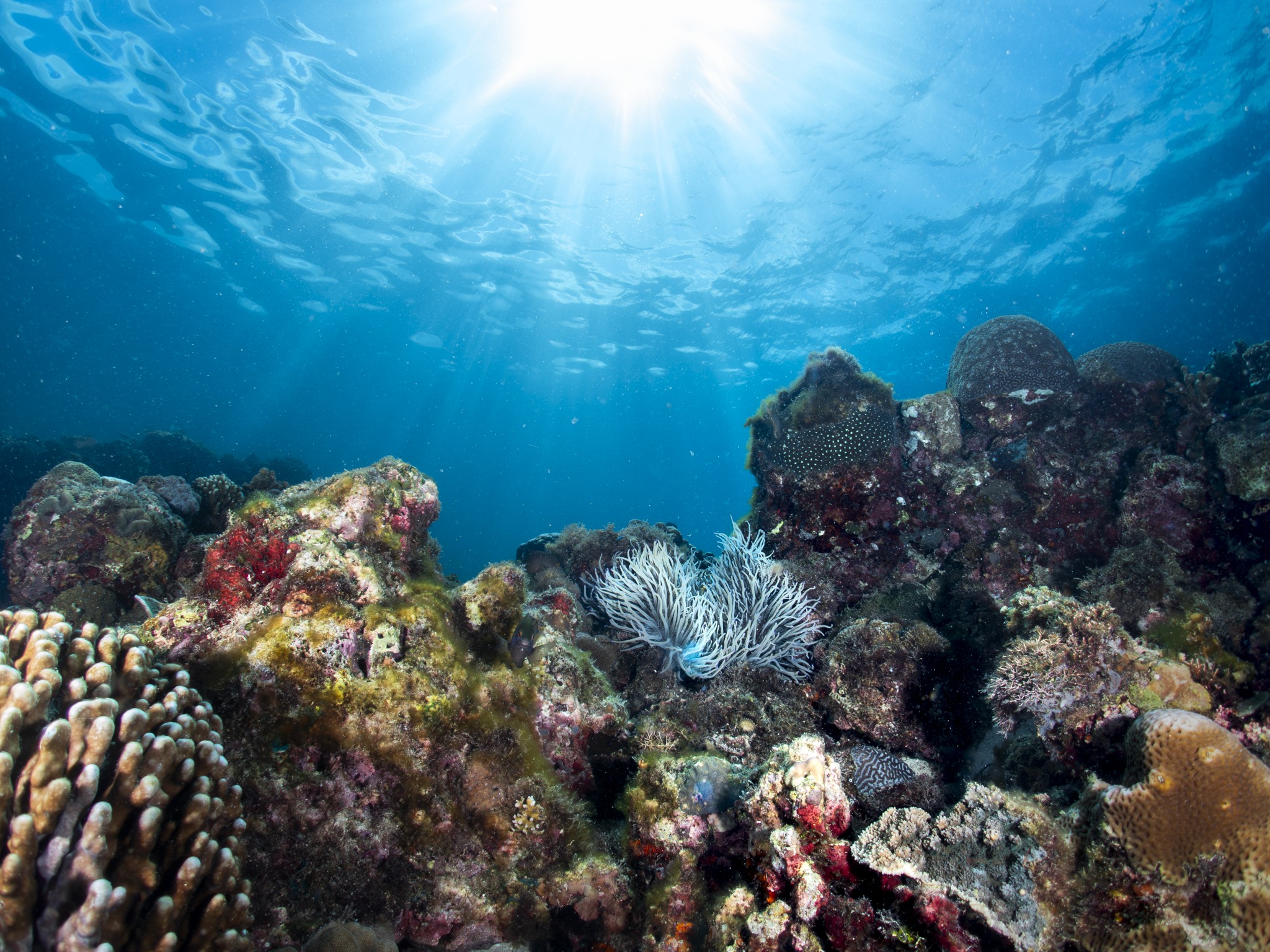 Sardine Run Moalboal