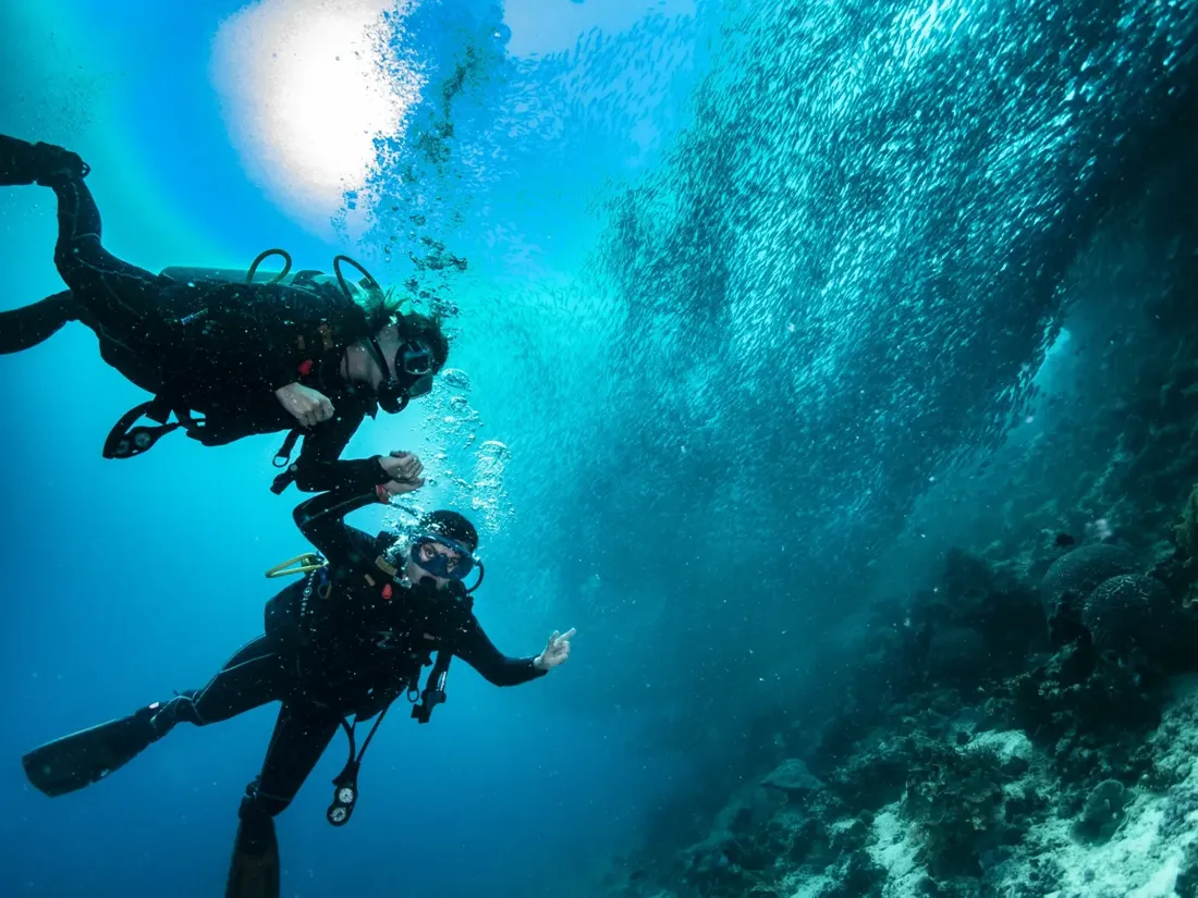 Divers swimming with the sardines