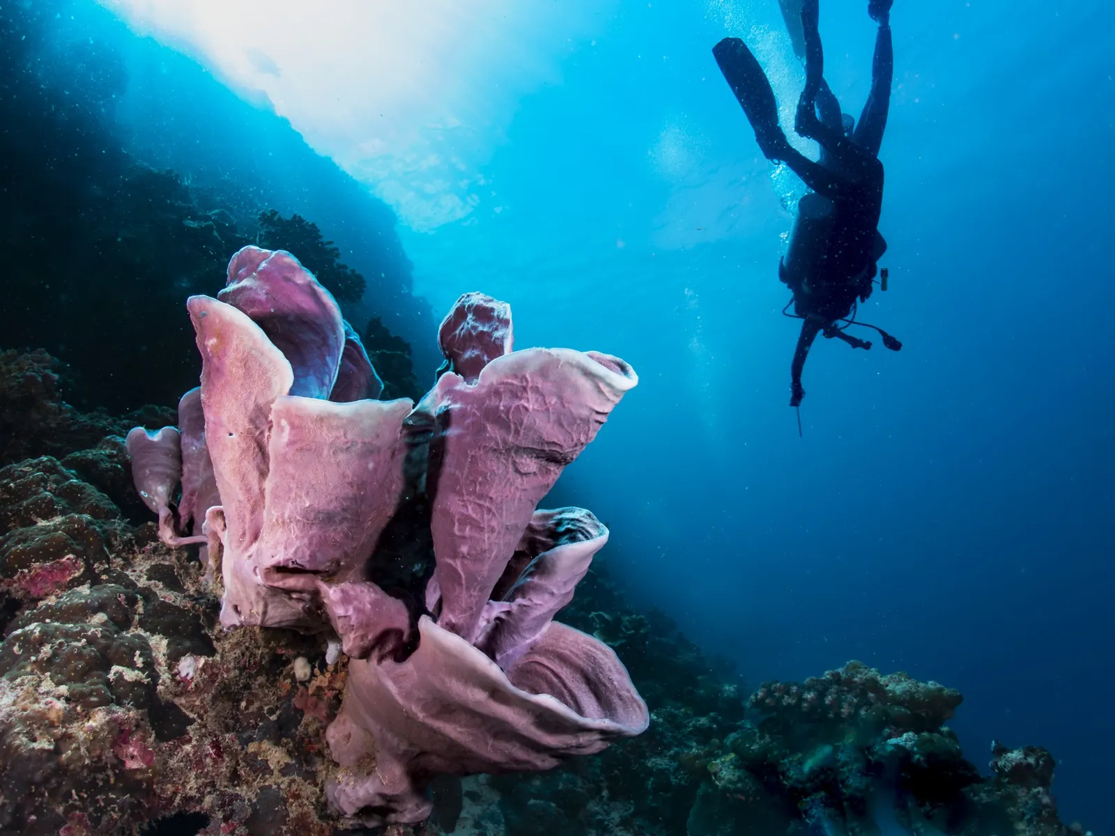 A diver descending beside a coral wall into the blue