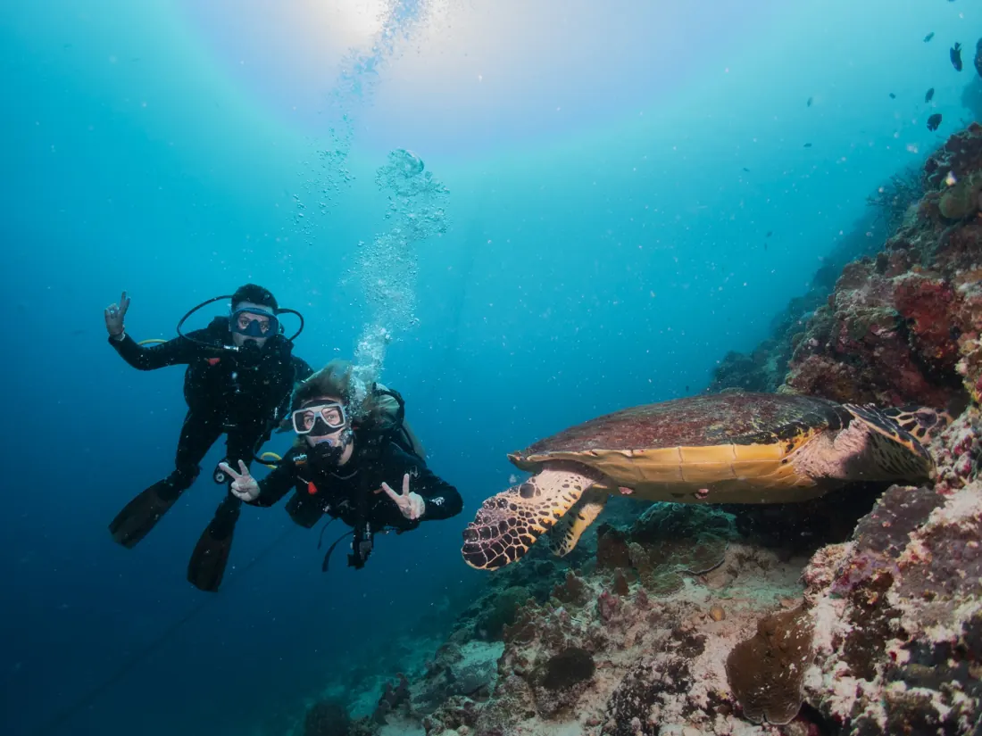 Two divers next to a sea turtle on the reef