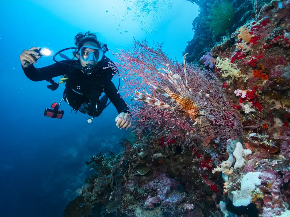 A diver with a torch beside the sea fans