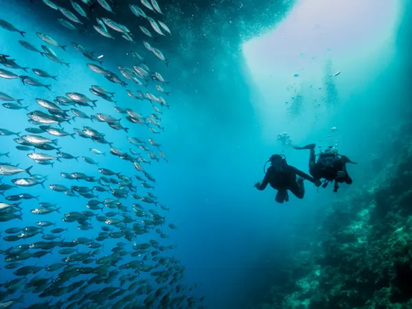 Two divers beside the sardine ball