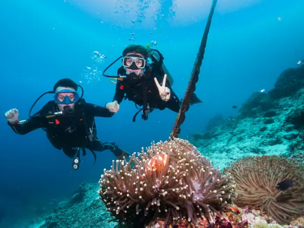 Two divers by an anemone