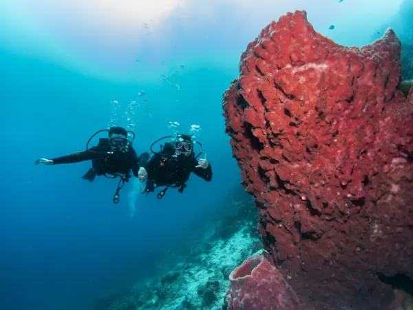 Divers beside a giant red sponge