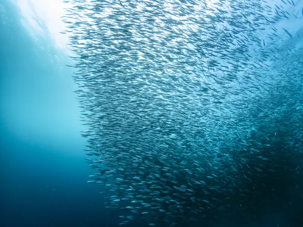 A wall of sardines