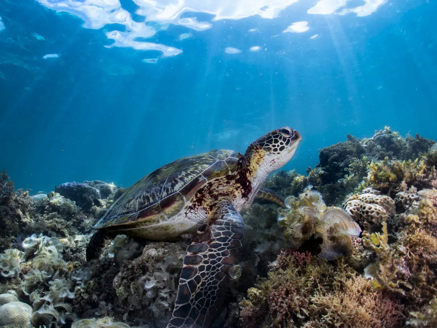 A green turtle on the reef with sun rays