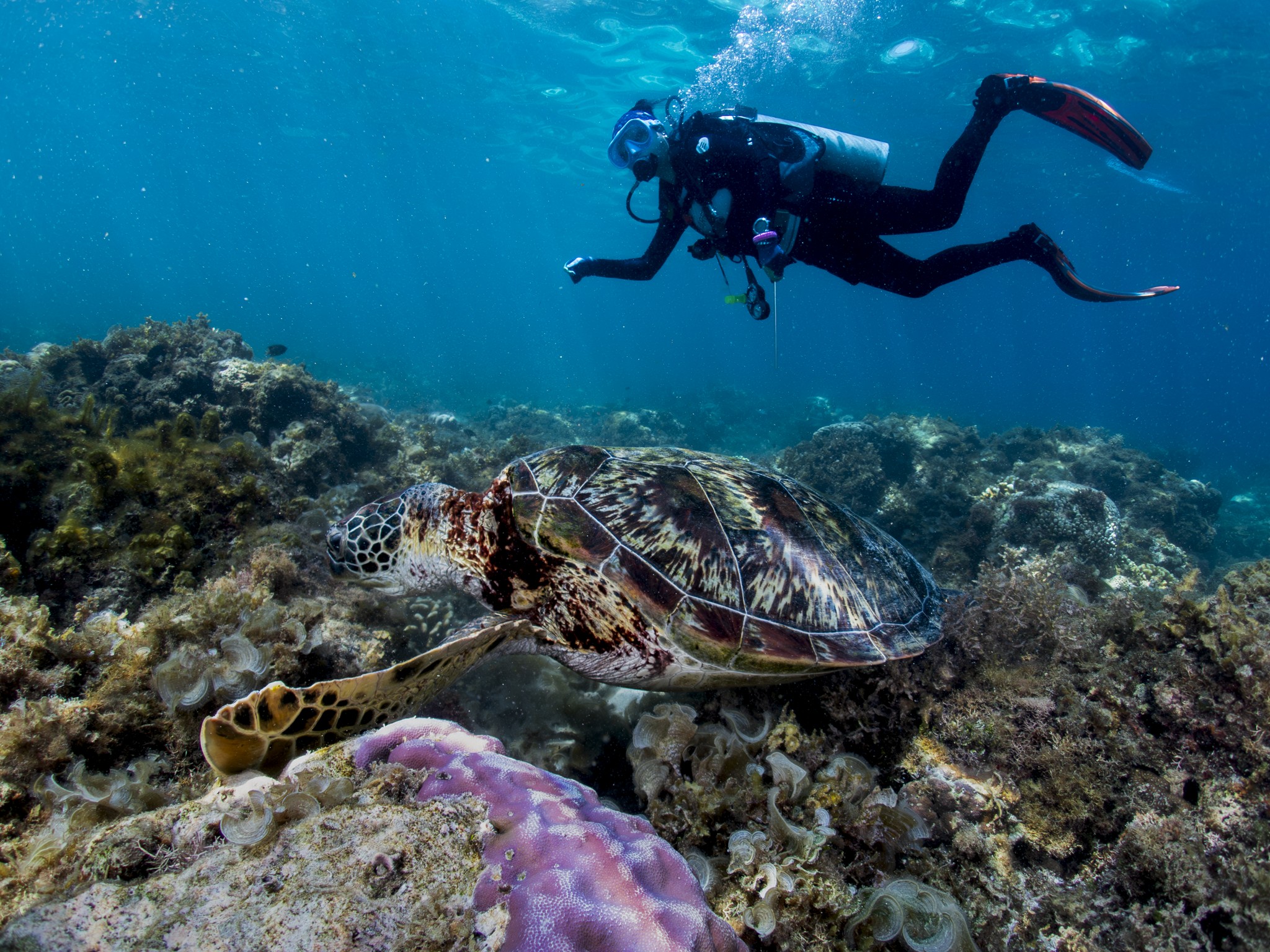 Marine Turtle